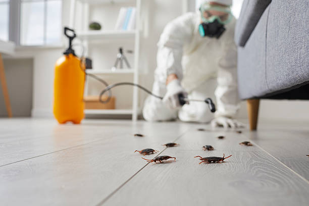 Commercial Rodent Management in Blackwood